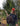 Fynn_Rasmus_Streich_5