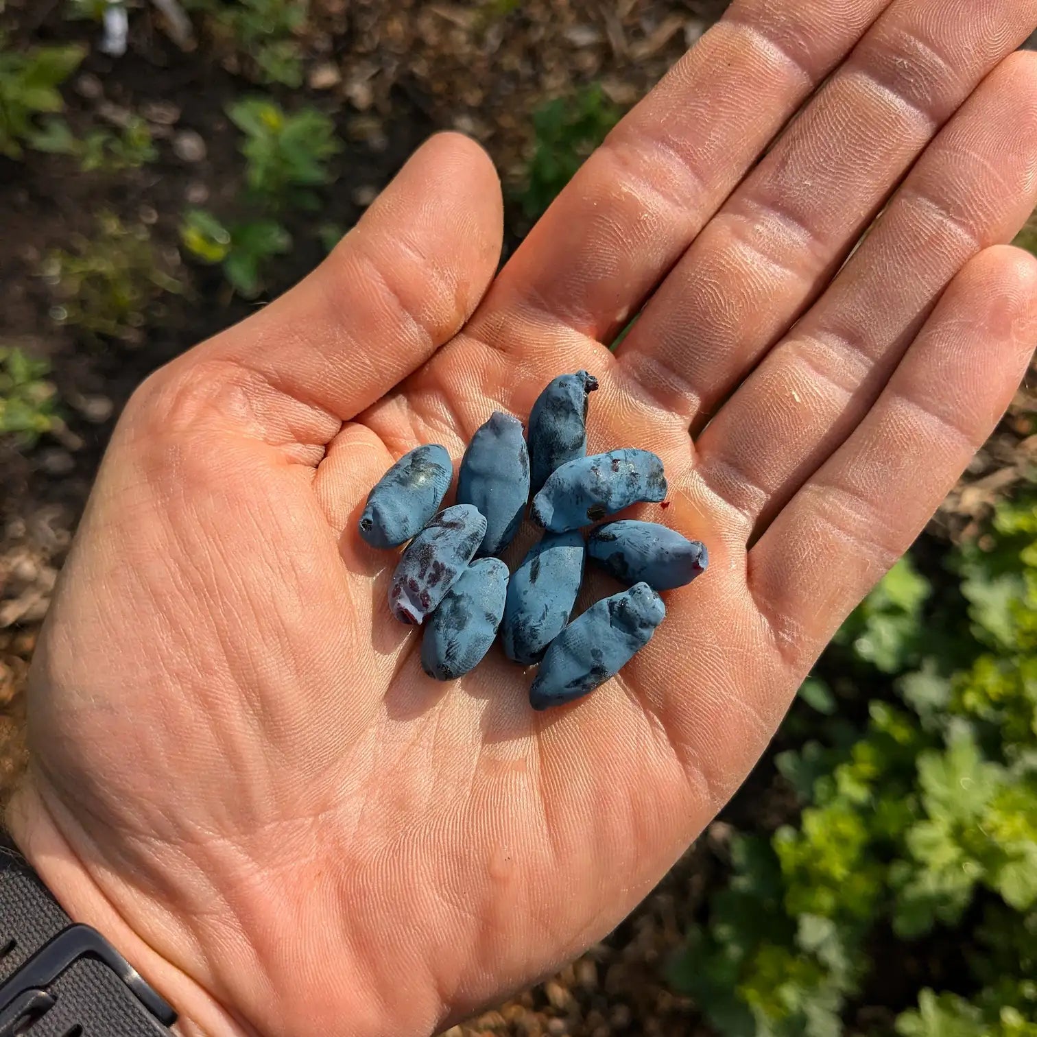 maibeere lonicera kamtschatica Maibeere | verschiedene Sorten