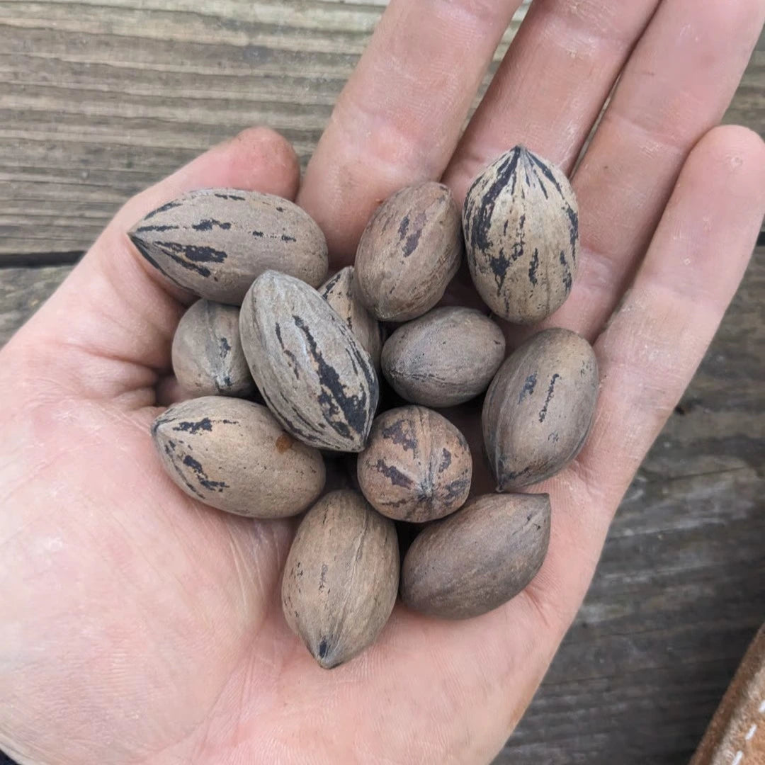 Pekannuss | Carya illinoinensis
