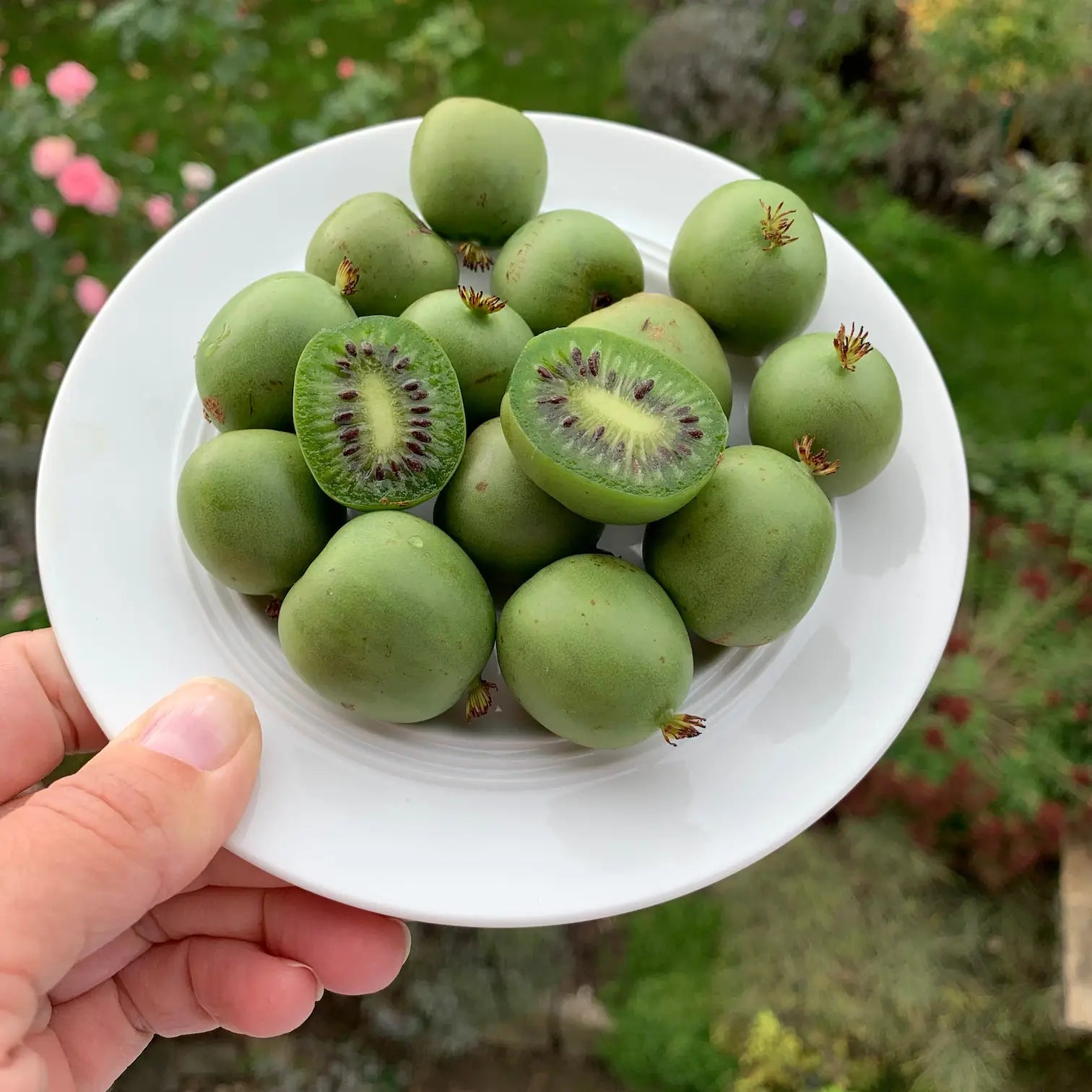 Mini-Kiwi | Actinidia arguta