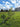 Agroforst