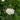 Aronia-Bluete
