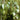 Birke_Blatt