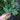 BrombeereLaub