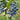 Blaubeere | Sorten | Vaccinium corymbosum