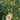 Kirschpflaume_Bild