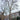 KoenigsnussBaum