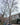 KoenigsnussBaum