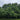 Manschurische-Walnuss-Baum
