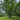 Manschurische-Walnuss-Park