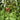 Sommer_oelweide_elaeagnus_multiflora_Fruechte