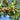 Elsbeere | Sorbus torminalis