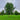 Speierling-baum