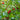 Stachlbeere_2