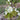 Felsenbirne | verschiedene Sorten | Amelanchier alnifolia