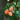 gelbeHimbeeren