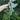 gelbe_Herbsternte