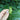 haselnussjungenuesse