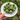 Mini-Kiwi | Actinidia arguta | Sorten