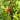 nanking-Cherry