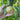 Nashi Birne | Pyrus pyrifolia | Sorten