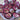 roter_weinbergpfirsich